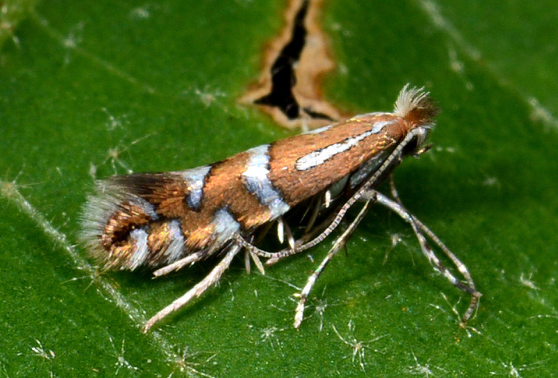 Gracillaridae: Phyllonorycter insignitella